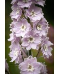 Дельфініум високий Меджік Фонтейн Черрі Блоссом Вайт Бі|Delphinium elatum `Magic Fountains Cherry Blossom White Bee`|Дельфиниум высокий Меджик Фонтейн Черри Блоссом Уайт Би
